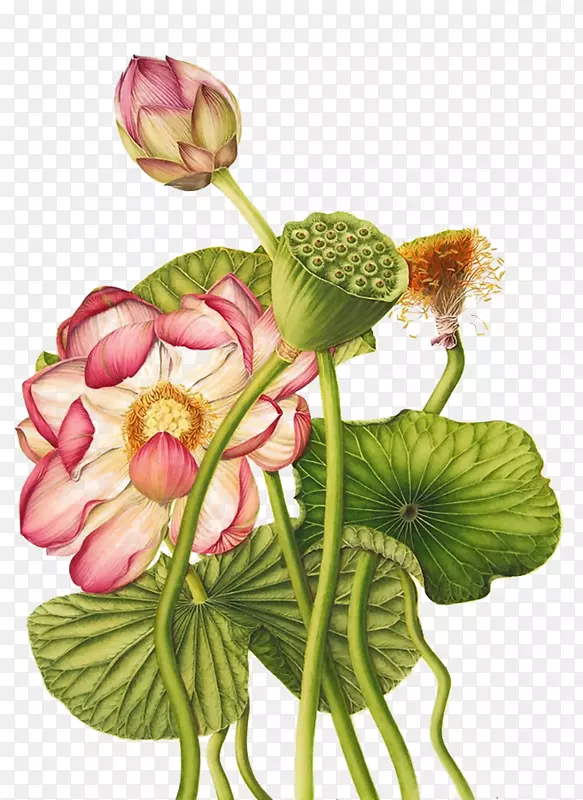 ��������ֲ���ͼ-�ɻ�-������