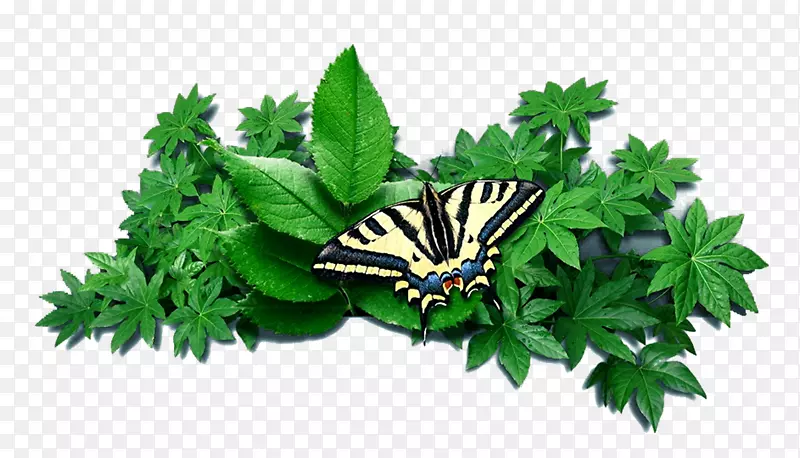 ���͸�����ӱ�ֽ�̲ݺ���-������