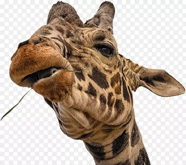 ����¹���ﾱҰ������ëƤ����¹-������