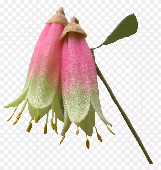 ����ֲ�ﾥѿֲ��-������