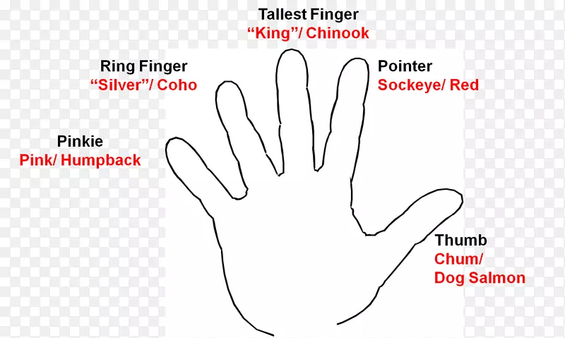 Ĵָ��ָ���-������