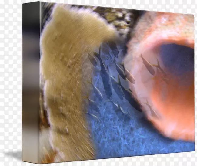 ����ëƤ���������еĽ������˶�-������