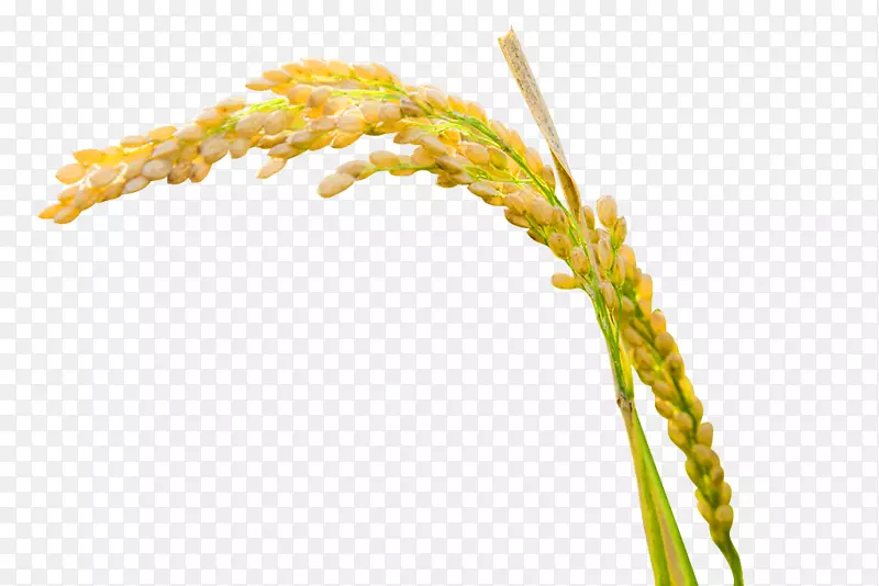 ��������adobe�廭-��ɫ�򵥴���װ��ͼ��-������