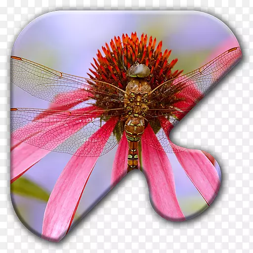 �������������ֽ-������