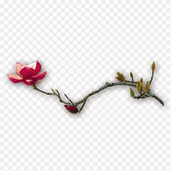 ÷������-����֦-������