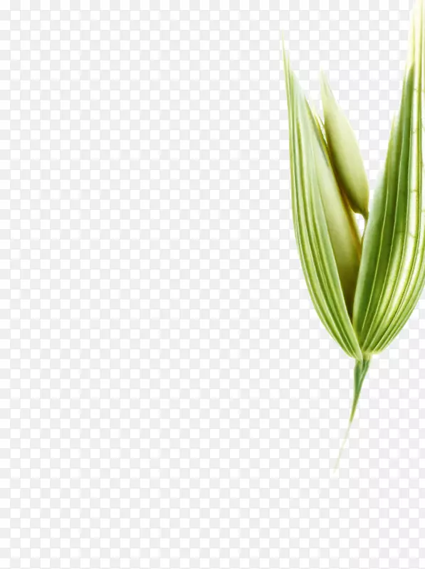 Ҷ�ݣ�ֲ�ﾥ����Ʒ��-Ҷ-������