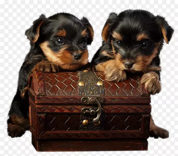 �ಮ��С����è������ɰ��Ĺ���������ĹŶ��ϡ�-������