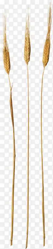 ֲ�ﾥ-С��PNG-������