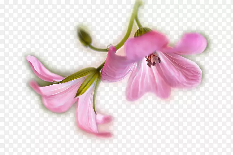 õ�廨�����Τ����Ӱ-õ��-������