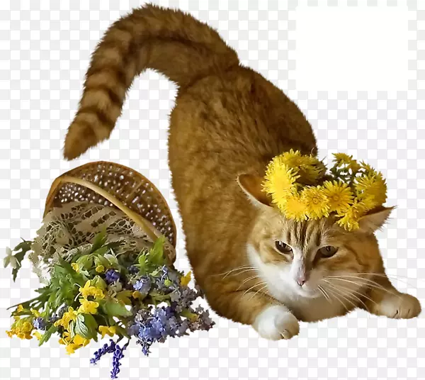 è��ŵ����˹�����Ӱ����ͼ-è-������