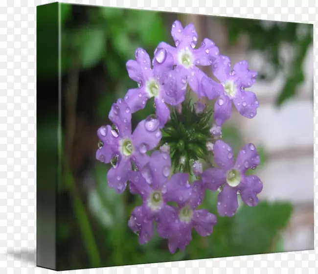 ���޲�Ӣ��޹�²���ɫ�ǹ�ľ������-������