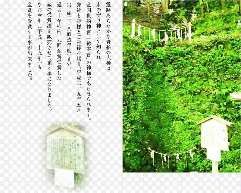 ��ľ��ɫ����Ⱥ����˹���-������