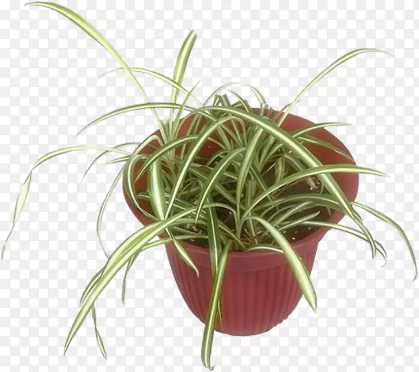 ��������ֲ���http cookie-Pflanzen-������