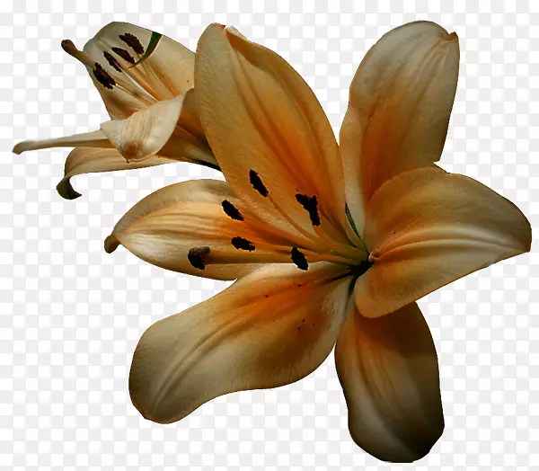 ������������ϼ�����.����װ��ͼ������-������