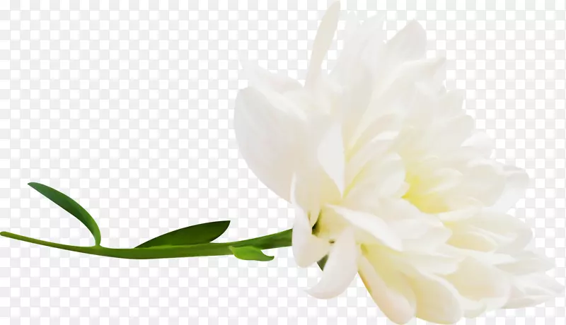 �����л���ֲ֦�ﾥ����ֲ��-���ͱ�������-������