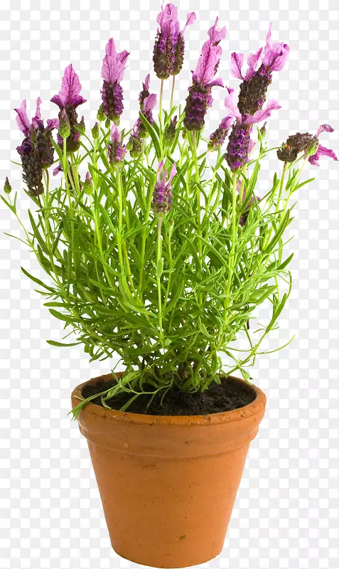 Ӣ��޹�²ݻ�������ֲ��.���ܻ����߻���-������