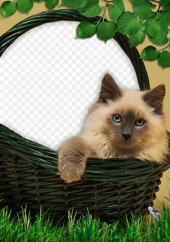 è��Ӱ����-�����߾�è-������