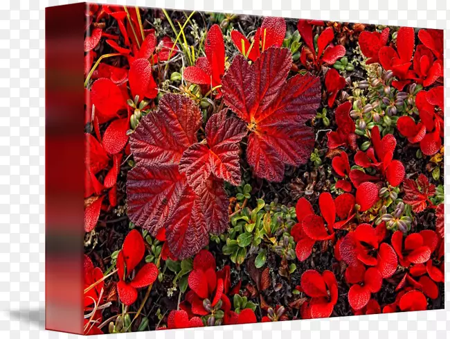 �������ֲ���ݮ�л���Ҷ��-������