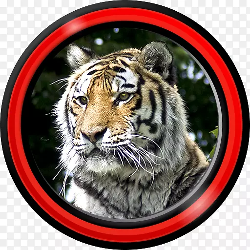 Tiger Android Aptoide��ֽ-Tiger-������