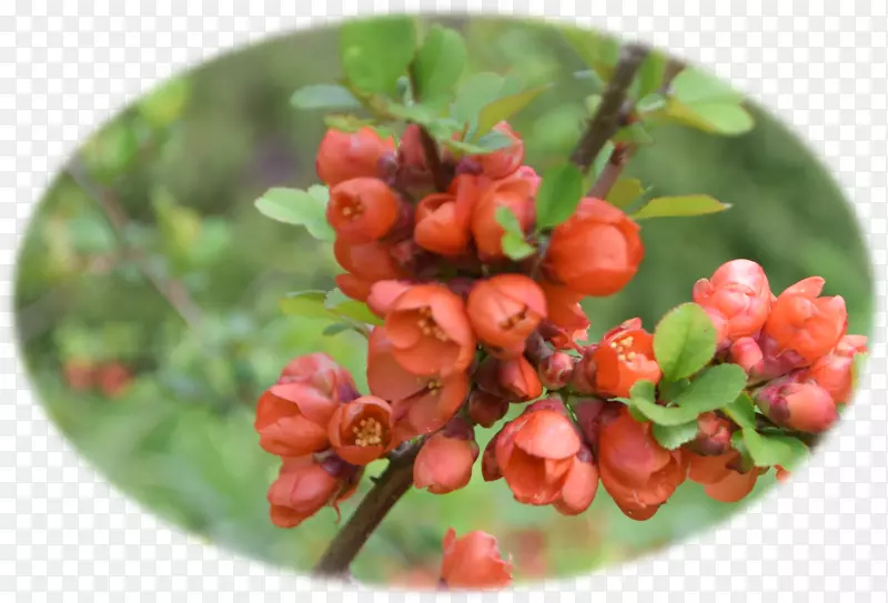 ��ɫˮţ�����������Ӳ�ݮ������-������