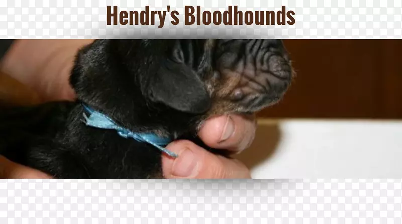 С����ֳ����-С��-������