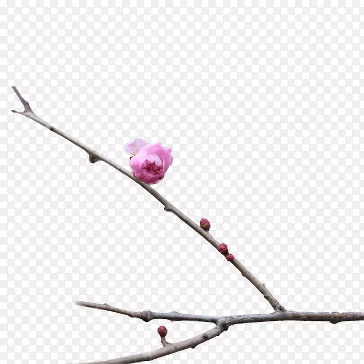 ÷��-÷������-������