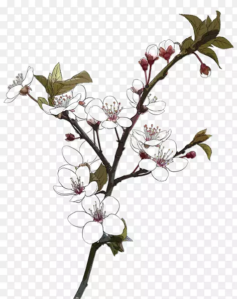 ��ͼ����-÷��-������