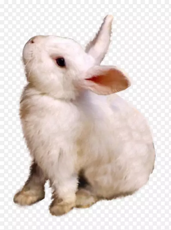 ����Ұ��Ƥë�������-����-������