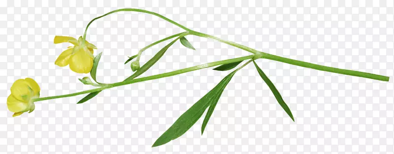 ��԰�ƳȻ�-������