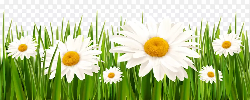 ����Ҷ�ݲ�ƺ�ݰ׻��辰-������