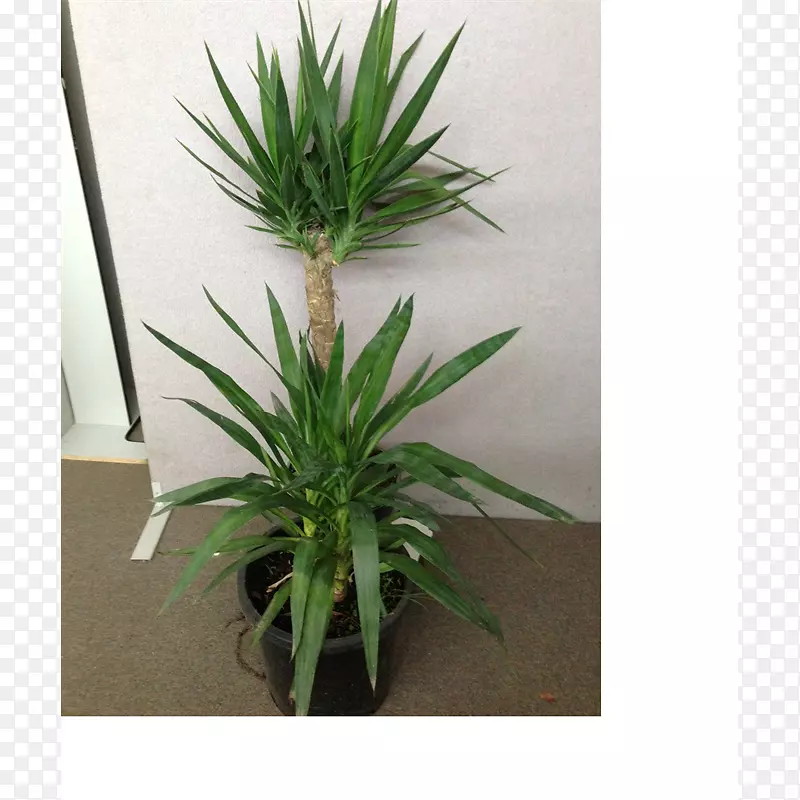 ����ֲ�ﻨ���������-������