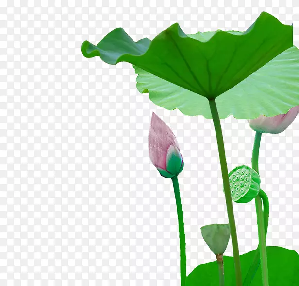 Ҷѿֲ�ﾥ������ѿ-������