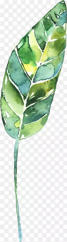 �д����ˮ�ʻ�Ҷ�컨�߻�-������