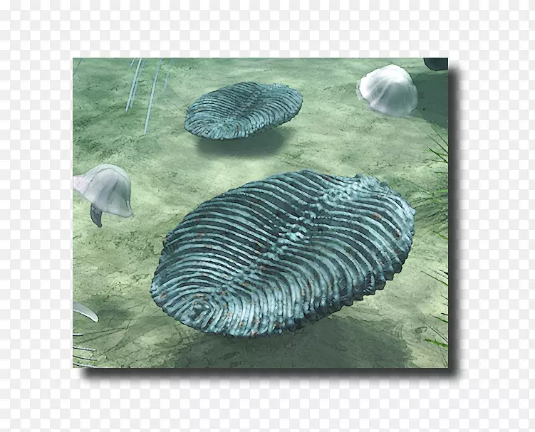 �������ﶯ��-����-������