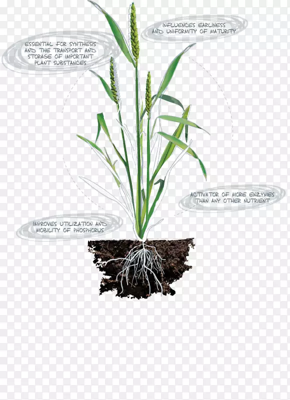 Ҷ�ݱ�ֲ�ﾥ����Ҷ-������