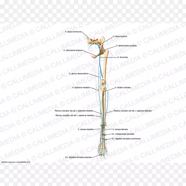 С֦����ϵֲ�ﾥ������-������