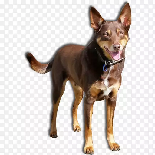 ��ķ����Ȯ�Ĵ����ǿ���Ƥ�ܿ˵�K9�ص���޹����è�Ĵ�����ţ��-�����ù�-������