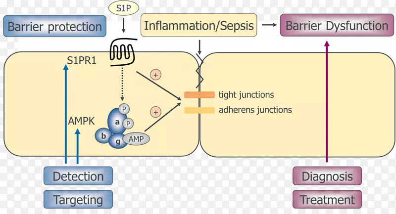 ֱ�ߵ����-������