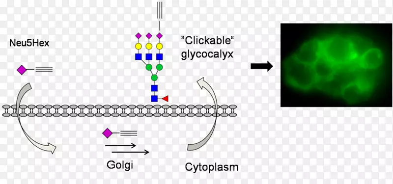 Ʒ���ߵ����-������