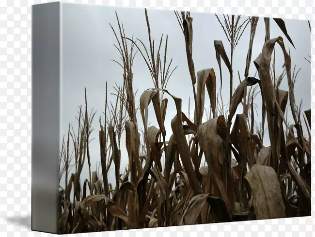 �����Ӱľ��«έ.����ʵ��-������