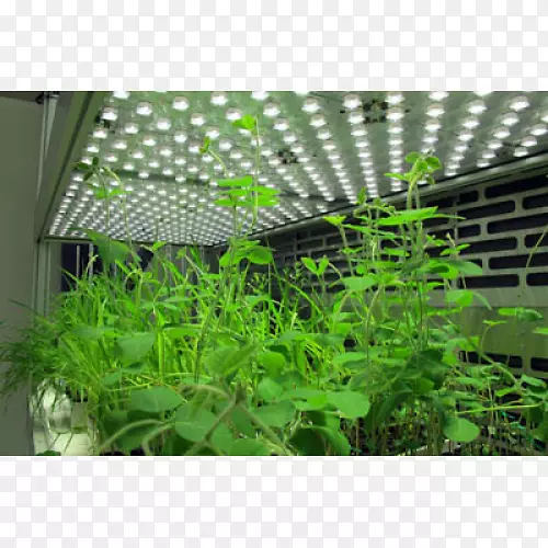 �ݱ���-ˮ����ѿ-������