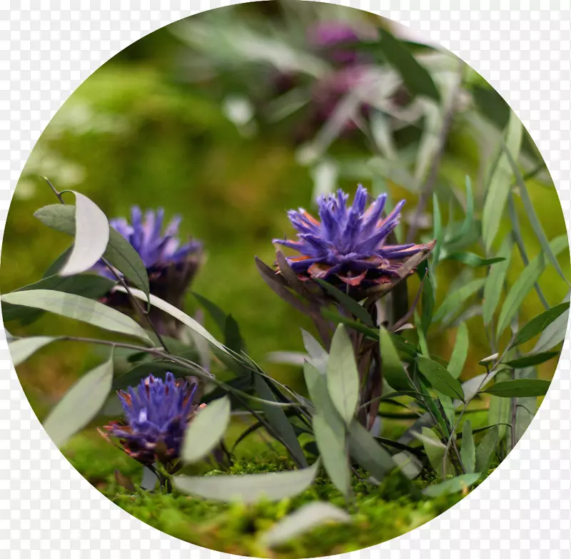 Ī��Ī��Ȼ��ƣ�����ֲ��jard��n del alma-�Ƶ�alma��������-monamour-������