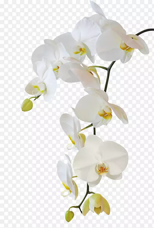 �ɶ�������ľ��Ӱ-��-������