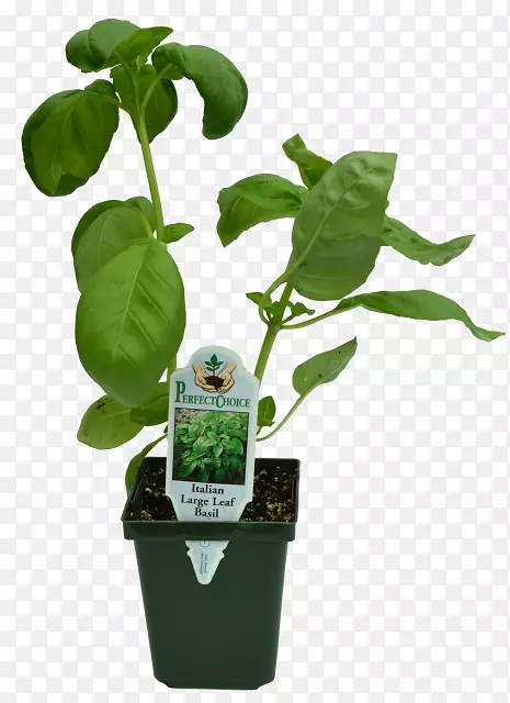 �ݱ����軨԰Ҷ����ֲ��-�²����-������