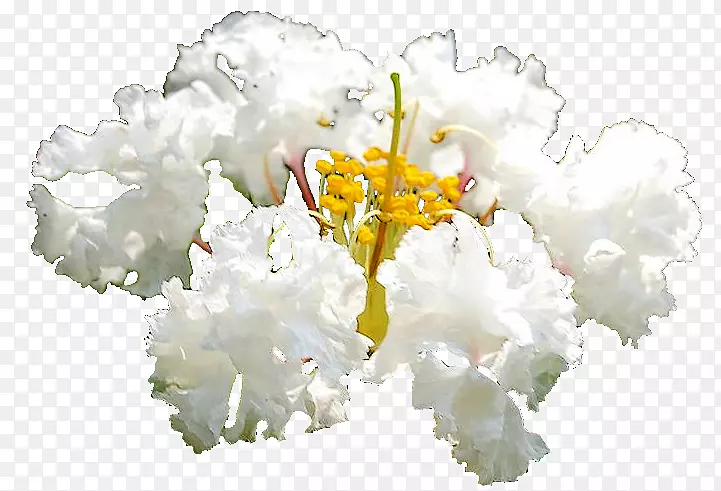 ������ƣ��л�������������ֲ��-�����-������