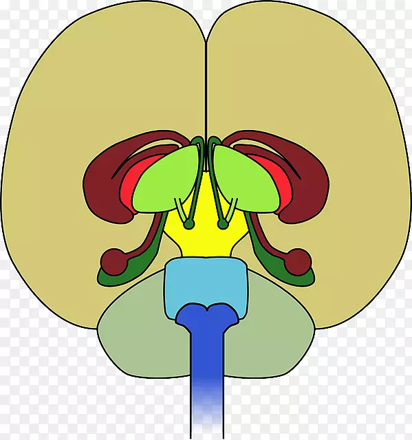 ���񾭼����񾭲�ѧƤ�ʴ�����-��ѧ��-������