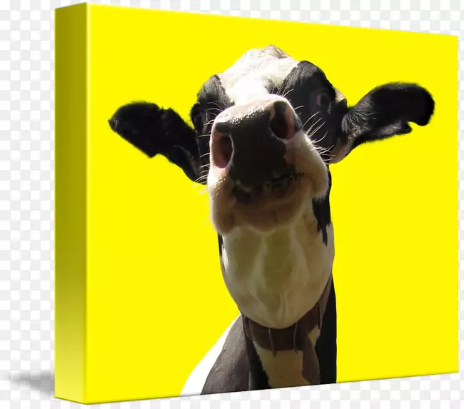 ţ����ֳ���ձ��ӿ�ţ-������