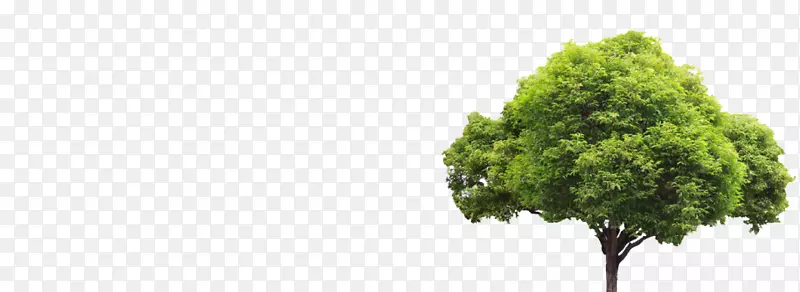 ������ӣ��֦��ľ��ľ��Ӱ.�Ĵ���������-������