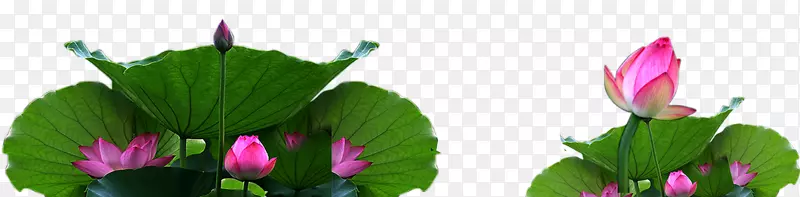 ������ֲ�ﾥҶѿ����װ��ͼ��-������