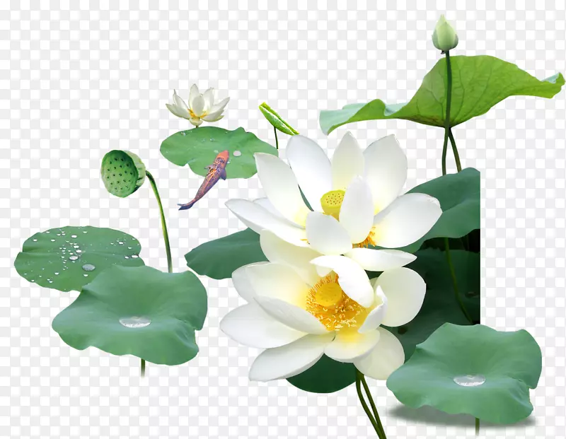 Nelumbo nucifera��դͼ��.������-������